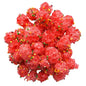 Freeze-dried Nerds Gummy Clusters - 30g